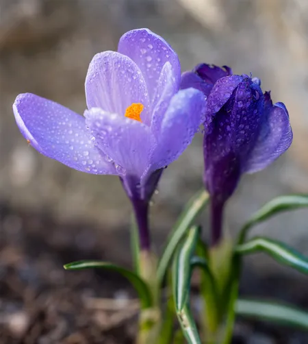 Crocus ( Crocus sativus )